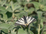 Scarce Swallowtail (Croatia)
