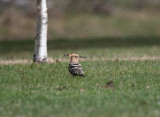 Eurasian Hoopoe