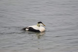 Common Eider