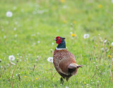 Common Pheasant