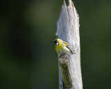 Eurasian Siskin