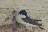 Common House Martin