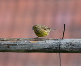 Yellowhammer