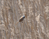 Bearded Reedling