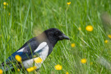 Common Magpie