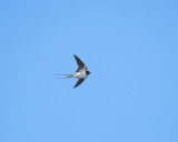 Barn Swallow