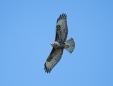 Common Buzzard