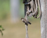 European Pied Flycatcher