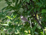 Common Whitethroat