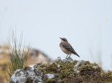 Northern Wheatear