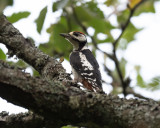 Great Spotted Woodpecker