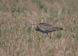 Eurasian Curlew