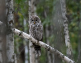 Ural Owl