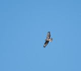 Common Buzzard