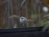 Bearded Reedling