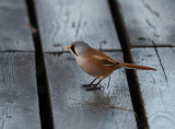 Bearded Reedling
