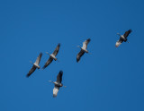 Common Crane