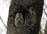 Tawny Owl