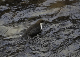 White-throated Dipper