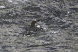 White-throated Dipper