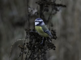 Eurasian Blue Tit