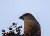 Pine Grosbeak