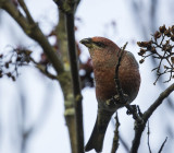 Pine Grosbeak