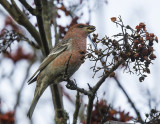 Pine Grosbeak