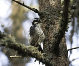 Three-toed Woodpecker