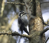 Three-toed Woodpecker