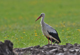 White Stork