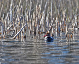 Red-crested Pochard