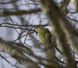 European Green Woodpecker