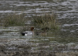 Eurasian Wigeon