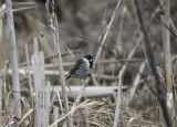 Common Reed Bunting