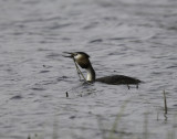 Great Crested Grebe