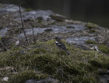 Common Chaffinch