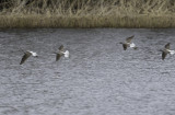 Common Greenshank