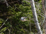 Mistle Thrush