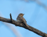 Eurasian Wryneck