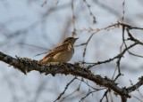 Eurasian Wryneck