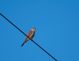 Common Kestrel