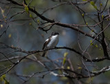 European Pied Flycatcher