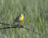 Citrine Wagtail
