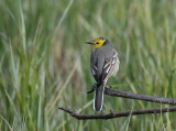 Citrine Wagtail