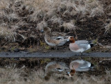Eurasian Wigeon