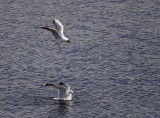 Mew Gull,Black-headed Gull