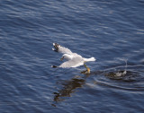 Mew Gull