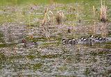 Common Goldeneye