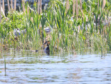 Great Crested Grebe